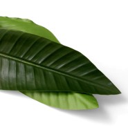 Bouquet 24 - Strelitzia, oiseau paradis - Pacific Compagnie.