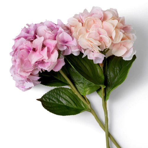 Bouquet 24 - Hydrangeas | Bouquet 24 - Hydrangeas bloom - Pacific Compagnie.