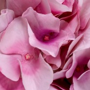 Bouquet 24 - Hydrangeas | Bouquet 24 - Hydrangeas floral - Pacific Compagnie.