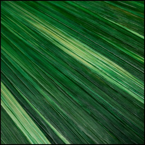 Coffret 24 - Harvard | Harvard Box 24, organisation - Pacific Compagnie.