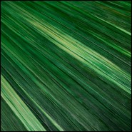 Coffret 24 - Harvard - Bureau personnel - Pacific Compagnie.