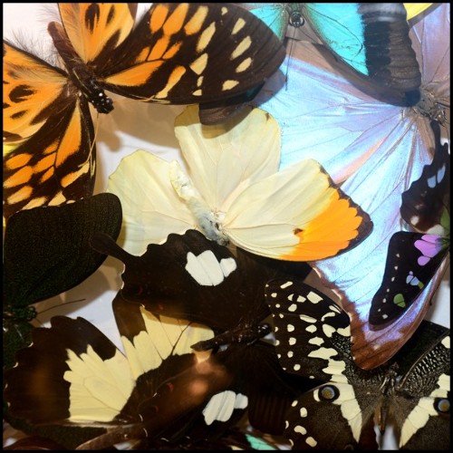 Déco PC - Butterflies Multicolors | Wall Decoration PC- Butterflies Multicolors - Butterflies home decor accent - Pacific Compag