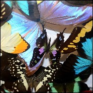 Déco PC - Butterflies Multicolors - Papillons déco murale - Pacific Compagnie.