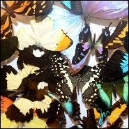 Déco PC - Butterflies Multicolors | Wall Decoration PC- Butterflies Multicolors - Whimsical butterfly room decor - Pacific Compa