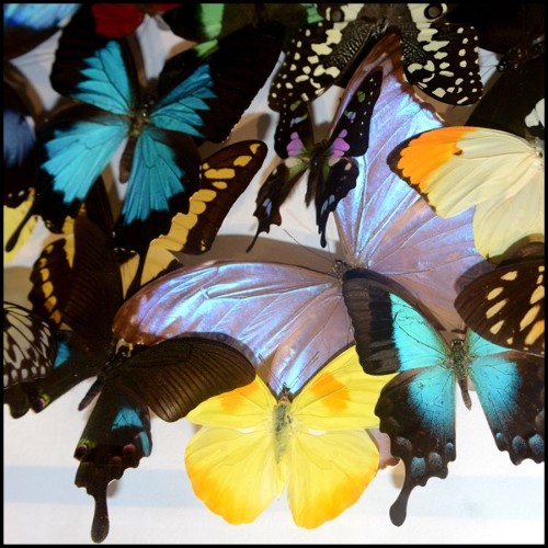 Décoration murale PC- Papillons Multicolors