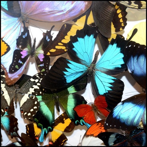 Déco PC - Butterflies Multicolors | Wall Decoration PC- Butterflies Multicolors - Stunning butterfly wall decoration idea - Paci