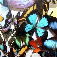 Déco PC - Butterflies Multicolors | Wall Decoration PC- Butterflies Multicolors - Stunning butterfly wall decoration idea - Paci