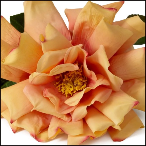 Bouquet 24 - Roses pour intérieur - Pacific Compagnie.