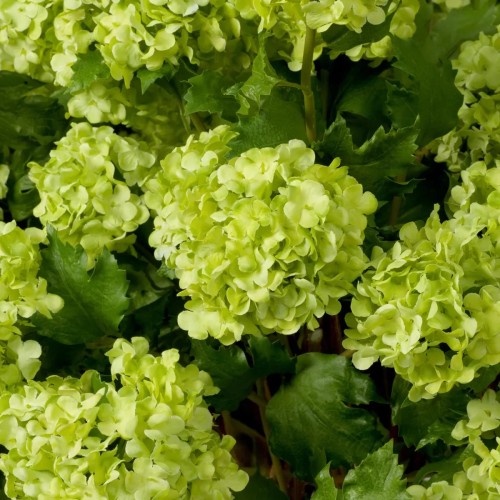 Bouquet 24 - Hydrangeas S - Bouquet Eichholtz - Vue d'ensemble - Pacific Compagnie.