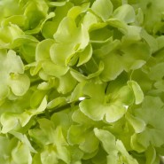 Bouquet 24 - Hydrangeas S | Bouquet Eichholtz - Hydrangeas - Eichholtz Bouquet - Pacific Compagnie.