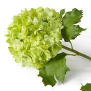 Bouquet 24 - Hydrangeas S - Hydrangeas décoratifs - Pacific Compagnie.