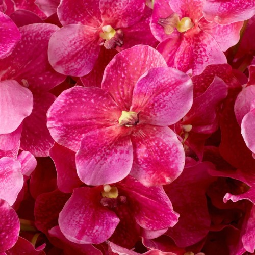 Bouquet 24 - Orchidée - Objet luxe Eichholtz - Pacific Compagnie.