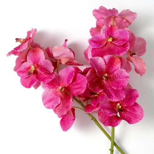 Bouquet 24 - Orchidée - Ornement violet - Pacific Compagnie.
