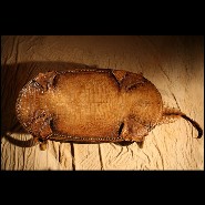 Table Basse 120 - Cayman - Alligator Pacific Compagnie.