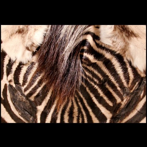 Fauteuil 120 - Horns and Zebra - Exotique - Pacific Compagnie.