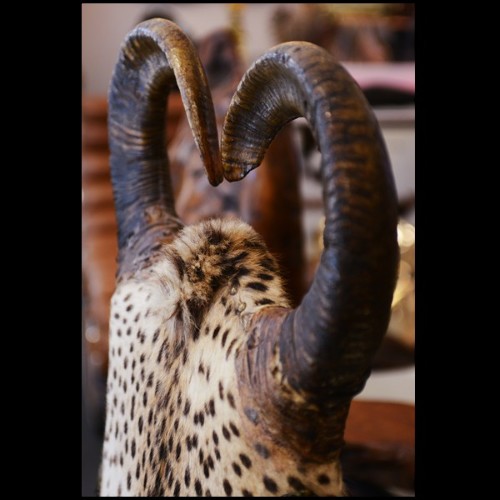 Fauteuil PC - Cheetah - Hêtre massif - Pacific Compagnie.