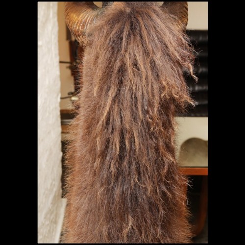 Armchair with aries and buffalo and wildebeest Horns PC-Savage Horse