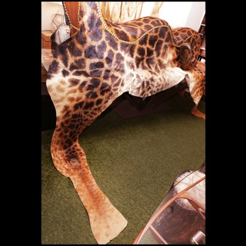 Grand fauteuil couvert avec véritable peau de girafe et cornes de buffle PC-Girafle